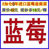 批发蓝莓树苗蓝莓盆栽果树苗木带土球包活3年结果苗只卖18元/棵