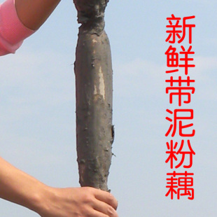  10月发货 洪湖藕王 绿水亭新鲜蔬菜 湖北莲藕砂锅煲汤 煨藕汤500g