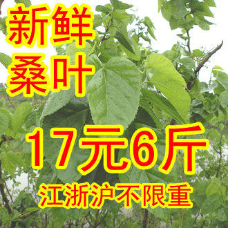 2012 ants sericulture leaves, now adopted fresh mulberry leaves, mulberry leaves, fresh mulberry leaves, 17 yuan kg