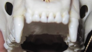 各种动物 犬齿 标本 骨骼-淘宝网