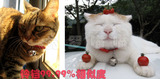 taobao english 1165847554