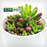 多肉植物【虹之玉】迷你室内盆栽 绿植花卉 防辐射 景天科 含盆