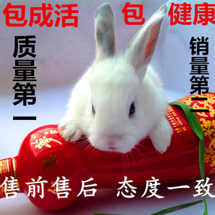 极品宠物兔宝宝迷你公主兔 熊猫兔子 小白兔黄