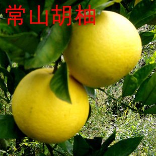  新鲜常山胡柚 小柚子 水果 清热去火 10斤江浙沪皖包邮 送削皮器