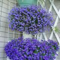 植物 种子 翠蝶花 原价5.8元 秒杀特价3元