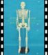 人体骨骼 教学医学模型  人体模型