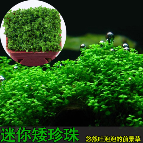 水族箱鱼缸造景水草 迷你矮珍珠前景草 阴性草