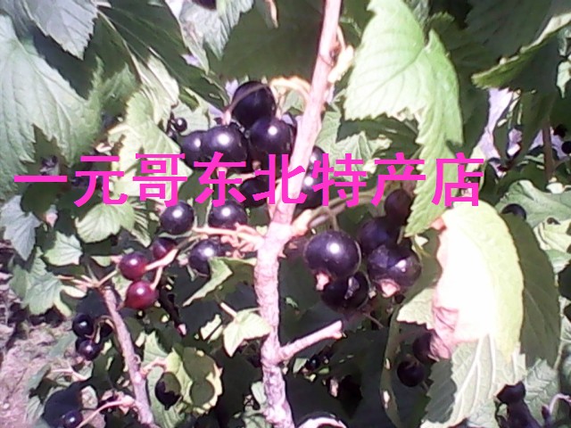 黑加仑树苗 黑加仑果苗 黑豆果树苗 黑穗醋栗苗