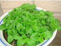  天津商盟 香薄荷种子香草种子精装种子 可食用 解毒败火 