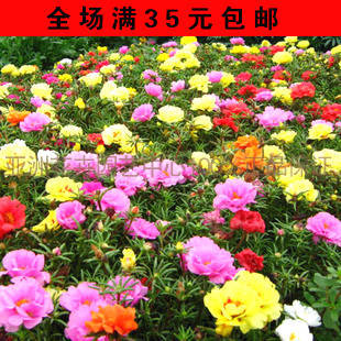 阳台庭院花坛春夏秋季节播种太阳花种子死不了