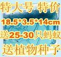 特价特大号正品蚂蚁工坊城堡蚂蚁工房送宠物25只蚂蚁送植物种子