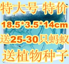 六一儿童节礼物正品超大号蚂蚁工坊蚂蚁工房送30只蚂蚁幸运草种子