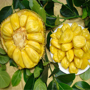  新鲜水果/进口泰国特甜菠萝蜜/香甜可口/18斤左右每个/限沈阳包邮