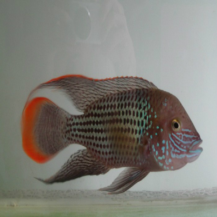 红尾皇冠 玉面皇冠鱼观赏鱼在类目 宠物/宠物食品及用品, 水族世界, 鱼中 - 来自Buy2taobao.com提供专业的淘宝代购服务