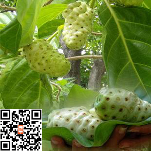  [家香园]海南新鲜水果 热带水果 西沙神奇诺丽果 诺尼果 产地直销