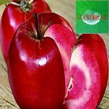 红心苹果苗】-热销-精选-天猫tmall.com-上天猫