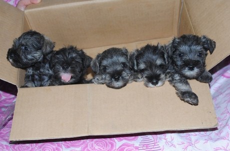 雪纳瑞幼犬 纯种迷你雪纳瑞犬出售 可爱的白胡