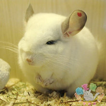 ★南京龙猫专卖店★实体店实拍纯白色龙猫（公）已 售