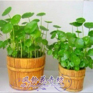 铜钱草 水培植物 *香菇草 ,铜钱草 每人限购10棵