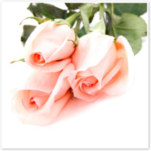 【大香家&mdash;D类】生路 rose fever 香水 2毫升试管分装