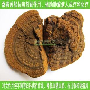  野生桑黄正品/西藏红豆杉桑黄/桑树桑黄还有部分桑树桑黄灵芝