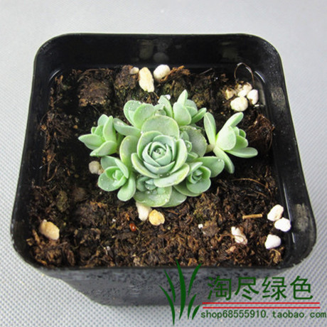 迷你<em>多肉</em>植物 <em>天女散花</em> 子持年华 子持莲花 整盆