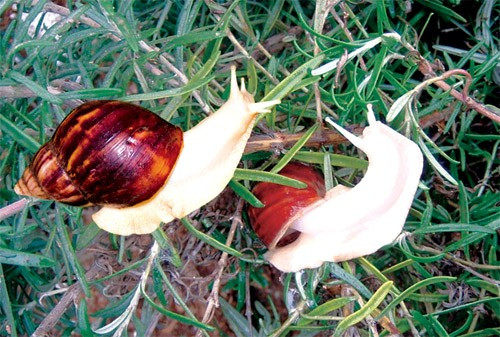White jade snail boutique pet snail = 2 only (4) price of 4 Yuan about 25 grams