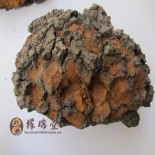 缘瑞堂云南野生灵芝 野生桦褐孔菌