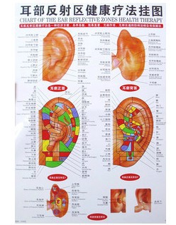 耳部反射区挂图/另售耳穴贴耳穴探针耳穴磁珠王不留耳贴在类目 个人护理/保健/按摩器材, 各类配件, 家用保健器材配件, 其它家用保健器材配件中 - 来自Buy2taobao.com提供专业的淘宝代购服务