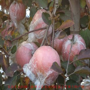  大沙河土特产/绿色食品/套袋无公害/红富士苹果/江浙沪包邮