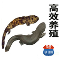 娃娃鱼养殖技术套装专业版 大鲵养殖技术资料（2本书籍+4个盘）