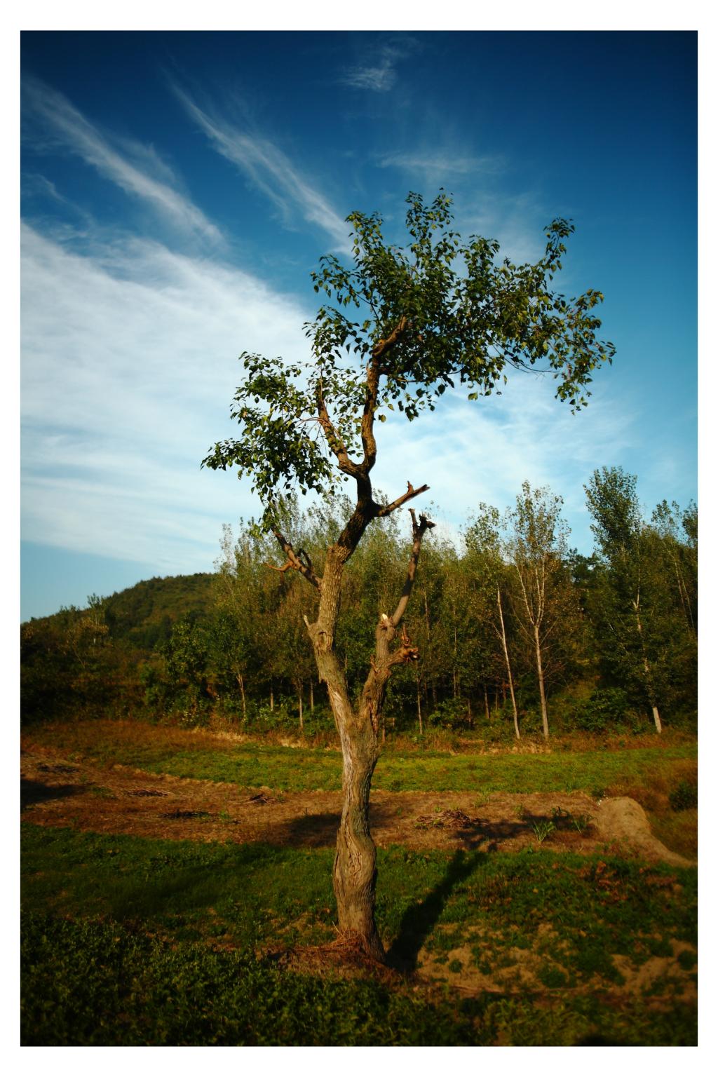 牛眼 广角 卡尔蔡司镜头 distagon 25mm f2.8 c