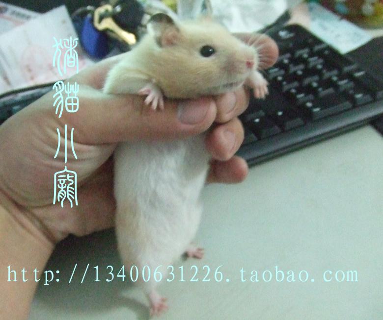 猪猫小宠 仓鼠宝宝 厦门活体 眼圈 奶牛 短毛熊 金丝熊 珍珠熊在类目 宠物/宠物食品及用品, 仓鼠类及其它小宠, 仓鼠中 - 来自Buy2taobao.com提供专业的淘宝代购服务