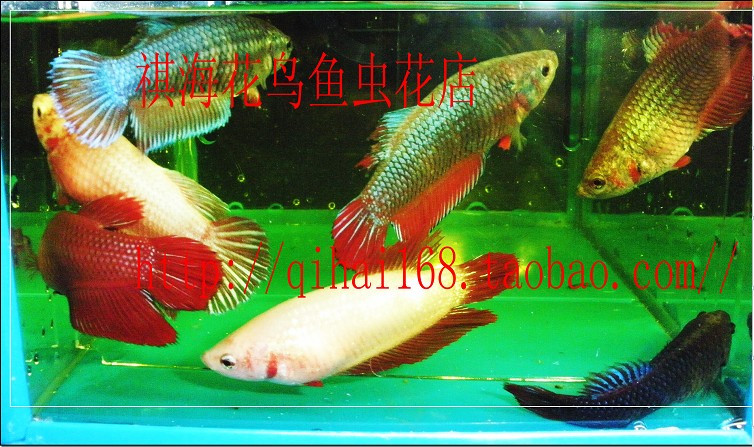 泰国斗鱼母鱼哪个好?泰国斗鱼母鱼价格,泰国斗