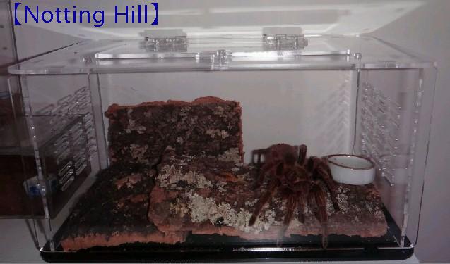 亞克力蜘蛛盒/火玫瑰盒/油彩盒/蜘蛛飼養盒/鳴蟲盒/蟋蟀盒/角蛙盒在類目 寵物/寵物食品及用品, 爬蟲/鳴蟲及其用品, 爬蟲/鳴蟲用具中 - 來自Buy2taobao.com提供專業的淘寶代購服務