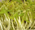 教会大家做菜农---绿豆芽生产技术(19)