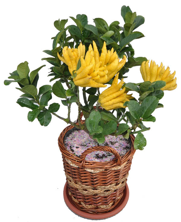 室内绿植盆栽花卉 橘子树 观果植物 金佛手 姿态奇特 香味醉人在类目 鲜花速递/花卉仿真/绿植园艺, 花卉/绿植盆栽(新), 绿植中 - 来自Buy2taobao.com提供专业的淘宝代购服务