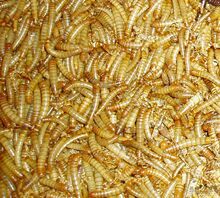 黄粉虫 种虫 活虫   500g  一斤只要13.5元