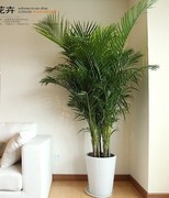 成都植物散尾葵夏威夷富贵椰子办公室凤尾竹盆栽，绿植花卉盆景
