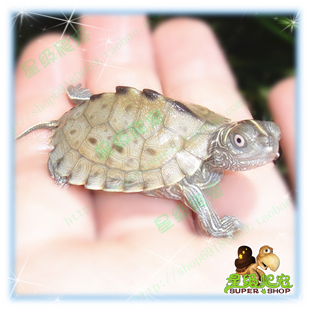 地图龟 水龟 宠物龟背甲长3-3.5cm 可爱 开食 观