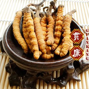  贯康 冬虫夏草 滋补保健品 同仁堂品质 西藏那曲虫草 批发 2根/克
