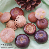 华德福玩具 天然马蹄石 山核桃/各5颗 幼儿园四季桌子布置物品
