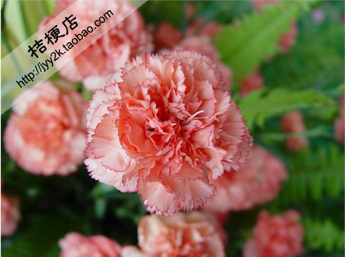 康乃馨种子（混色）麝香石竹 四季开花 花开具淡淡幽香 花卉种子