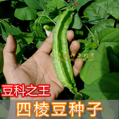 【四棱豆种子】 杨桃豆 四角豆 翼豆种子  种植容易 春夏秋播种