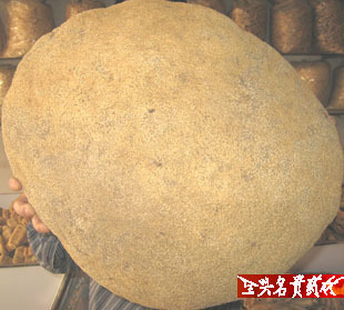  西藏纯正野生特级雪灵芝 野生灵芝500g/58元促销装包邮雪灵芝专卖