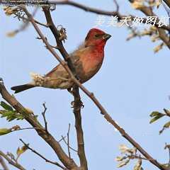 麻料鸟叫声大全 鸟声 鸟声音 声波诱鸟 电媒引叫