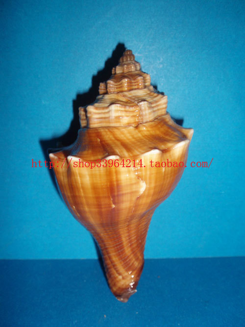 Conch shells 7CM Black angle whelk Collection Home Furnishing decoration a decoration gift Water cluster box decorationin the Home accessories , Creative Jewelry , Conch/Shell/Coral category - from Buy2taobao.com to provide professional Taobao agent buy service