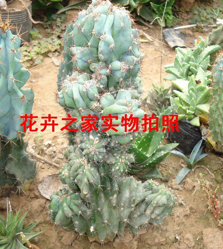 仙人類、多肉植物【虎頭山】在類目 鮮花速遞/花卉仿真/綠植園藝, 花卉/綠植盆栽(新), 多肉植物中 - 來自Buy2taobao.com提供專業的淘寶代購服務
