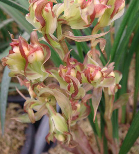 兰花---春剑篇 - 风轻云淡 - 风轻云淡