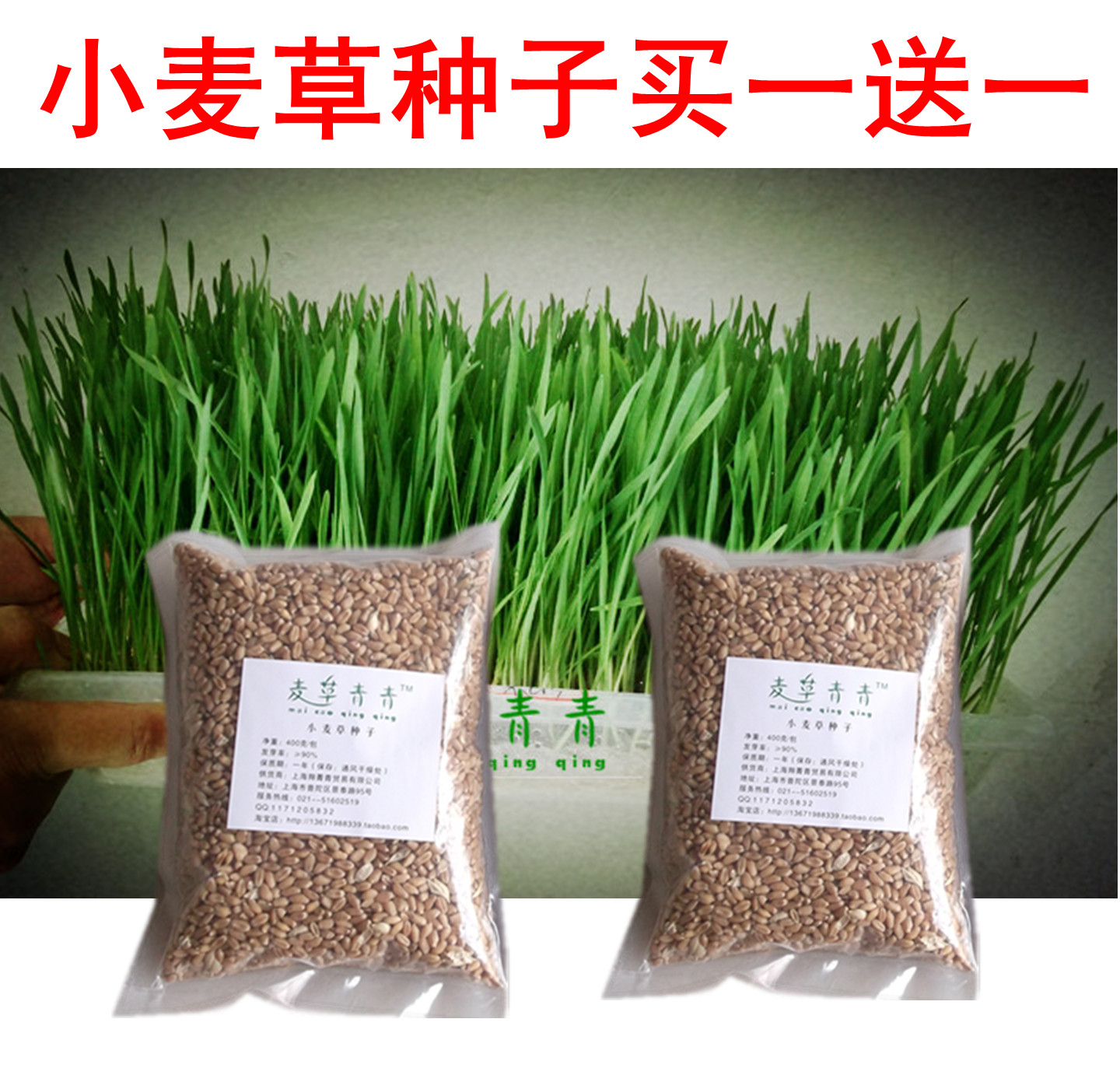 蔬菜种子阳台易种 四季播 小麦草种发芽率99%原12元/包现买一送一